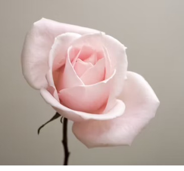 Elegant Rose Bouquet Frame